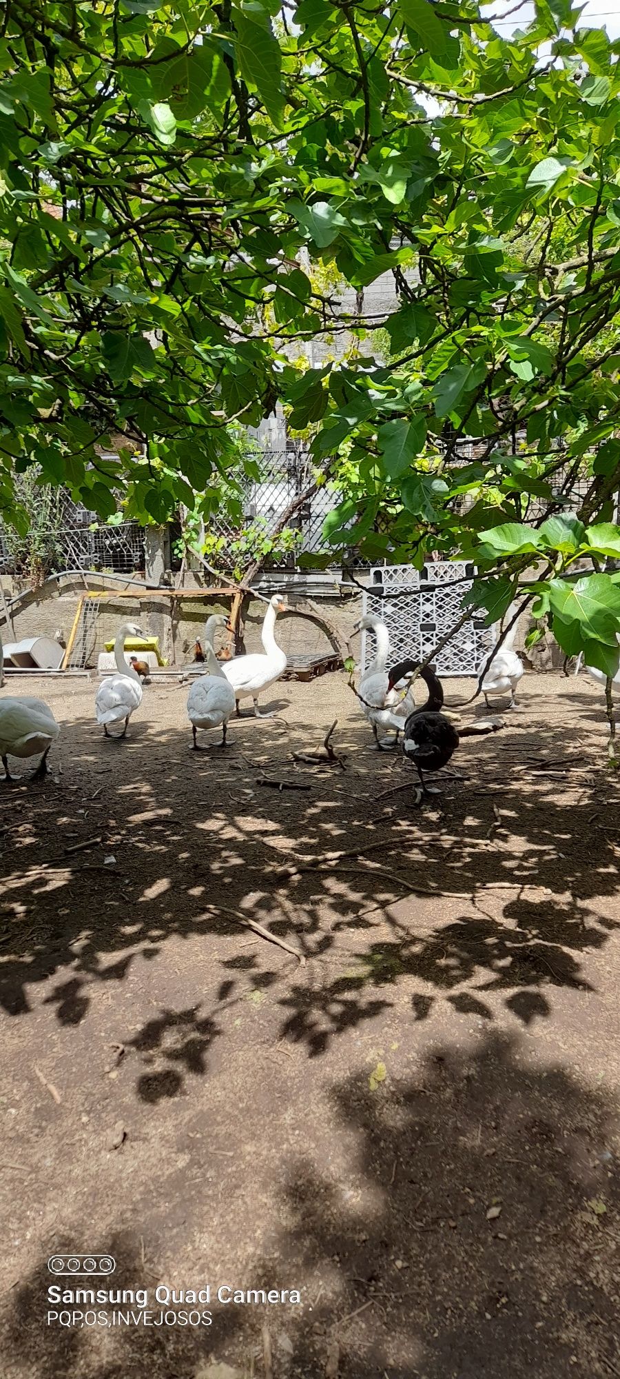 Cisnes  brancos com muito bom porte com idade de criação