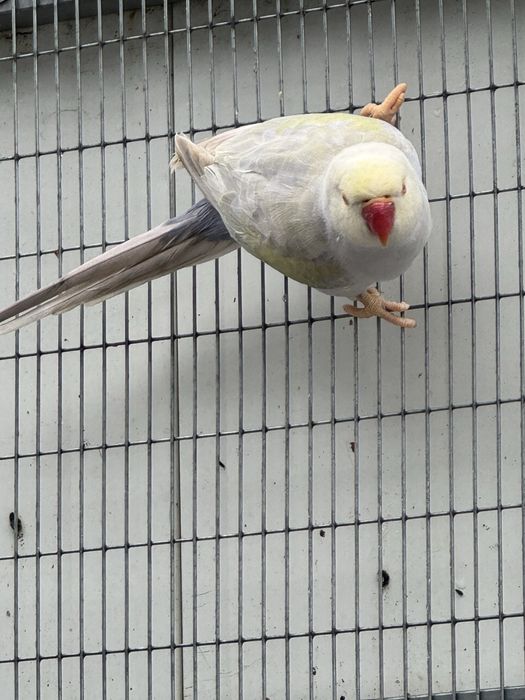 Ring Neck Violeta Turquesa Pálido