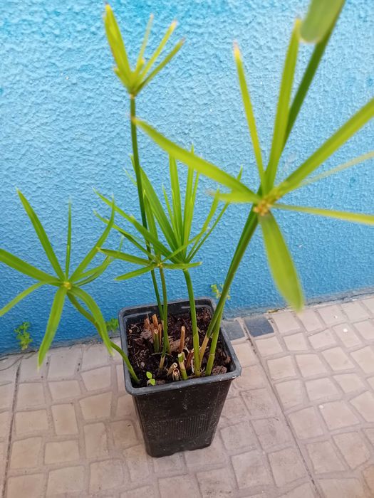 Sombrinha Chinesa / Papiro anao