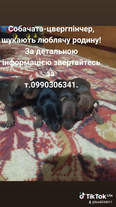 Собачата цвергпінчер.