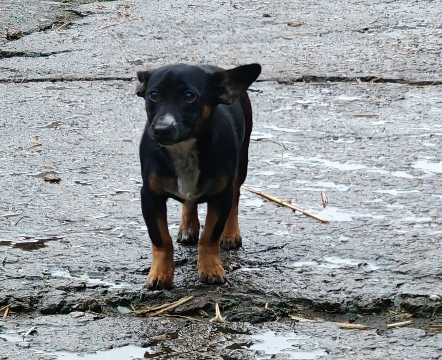 Oddam  suczke w dobre ręce