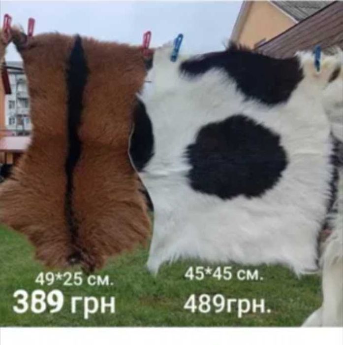 Баран козел круторогий шкури