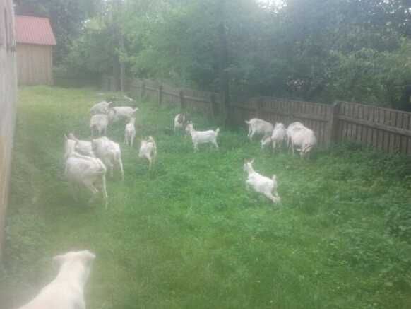 Owczarek podhalański  szczeniak MIX mniejszych rozmiarów oddam