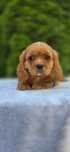 Wielopokoleniow rodowód cavalier King charles piękny szkolenie