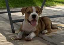 American staffordshire terrier