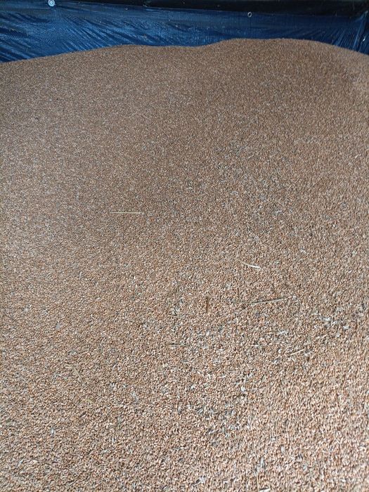 Pszenica ozima tegoroczna