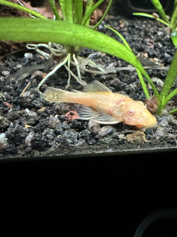 Ancistrus gold albinos