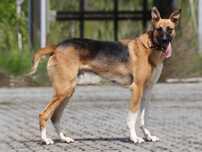 Do adopcji piękny pies  w typie charta