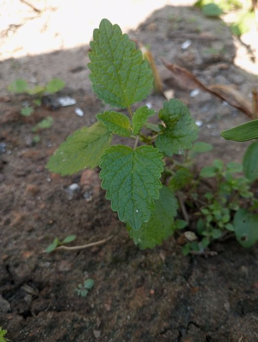 Mięta Maroko  1 sztuka  ( mięta ) sadzonka 1 szt. Do drinków mohito