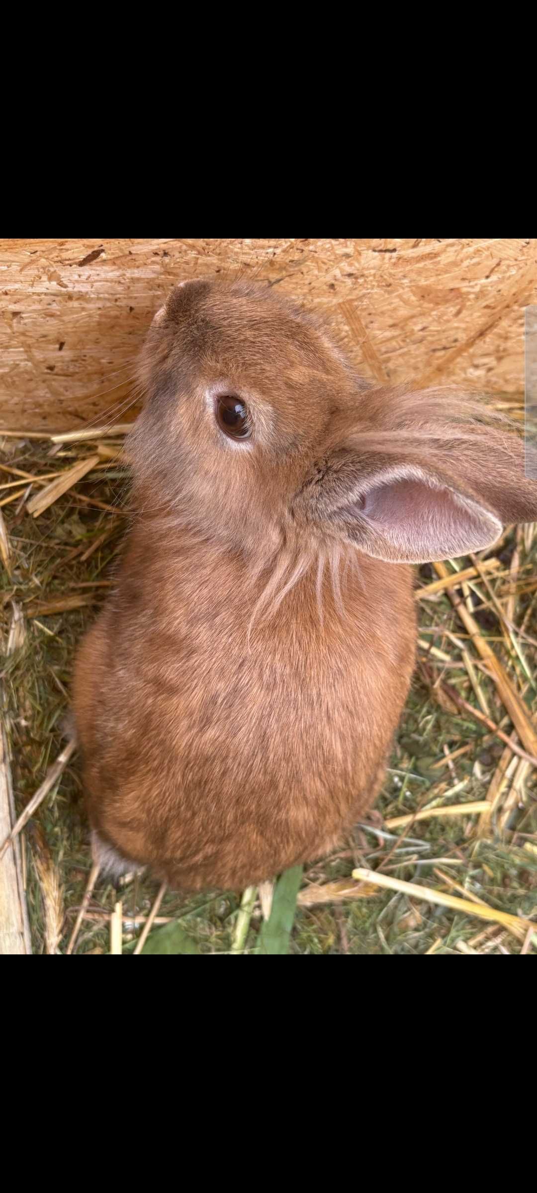 Króliczek miniaturka
