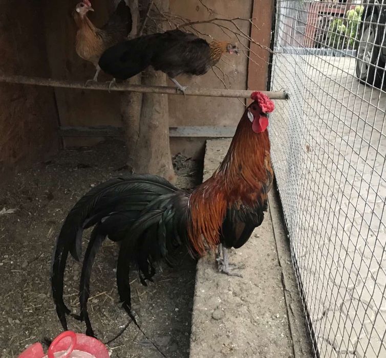 Кури породи Фенікс , червоні