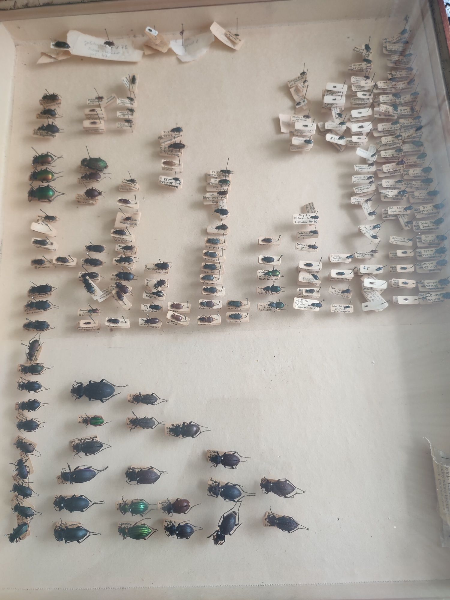 Zestaw 180 owadów preparowanych w gablocie opisanych lata 1953-70r