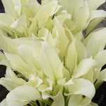 Hosta White Feather 2- letnia roślina
