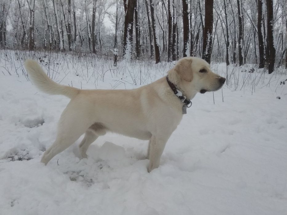 Вязка с шикарным лабрадором