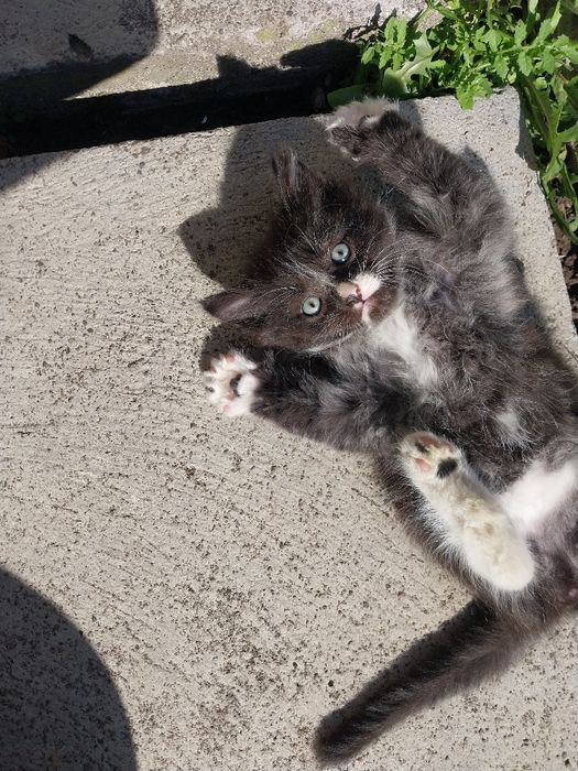 Кошенятка билий з шоколадом і шоколад. Віддам в гарні руки!