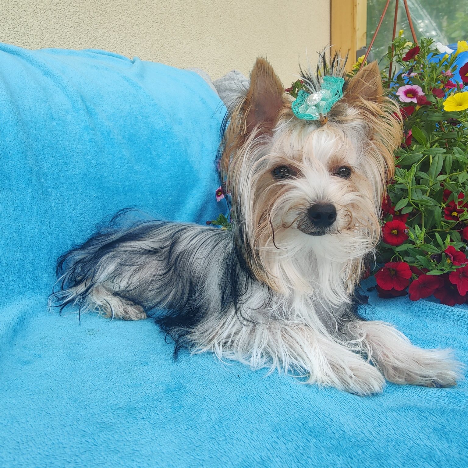 MARLEY piękny piesek Yorkshire terrier biewer