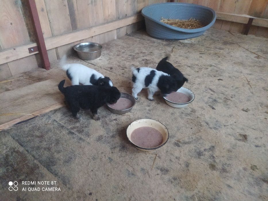 Віддам в добрі руки