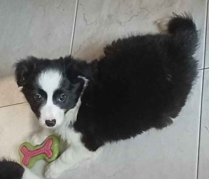 Frea, sunia Border Collie