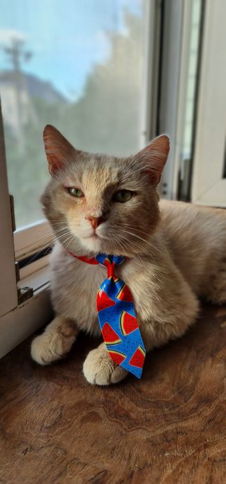 Рожевий котик Персушка