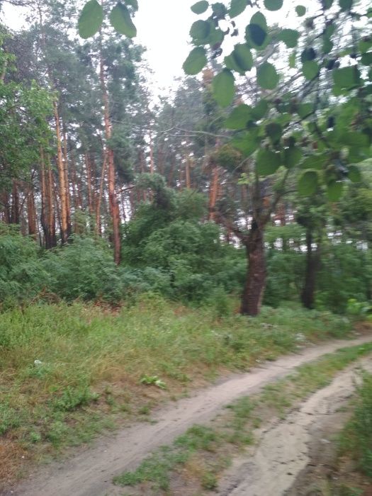 Продам 75 соток В ЛЕСУ под застройку. с Звонковое.