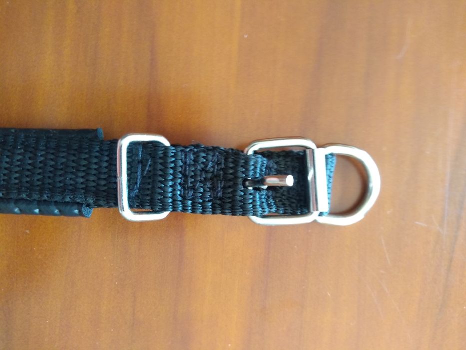 Coleira Nova cão porte pequeno/médio