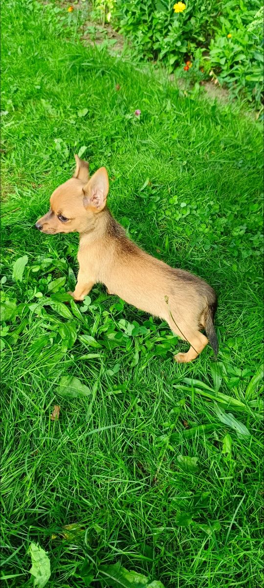 Chihuahua piesek
