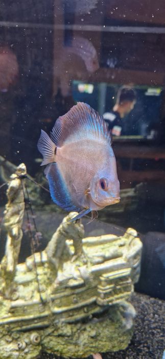 Casal de Discus 9cm (blue Dimond e white pigeon)