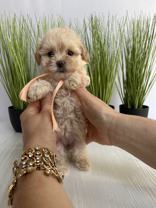 VIP Мальтипу F1 — пухнастики з міжнародним паспортом