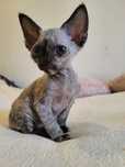 Devon Rex piękna kotka