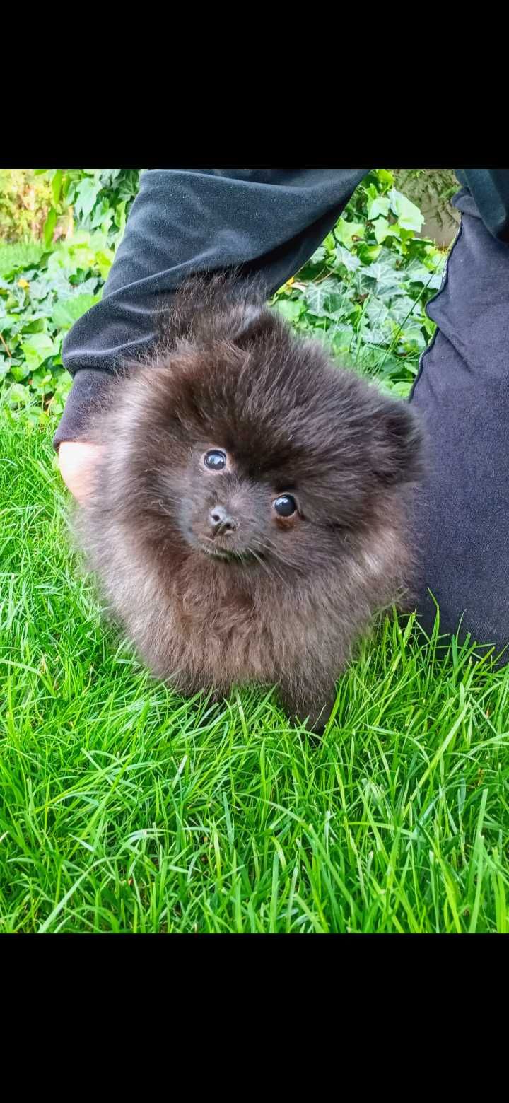 Szpic miniaturowy Pomeranian  suczka piesek do domu pies rodowód