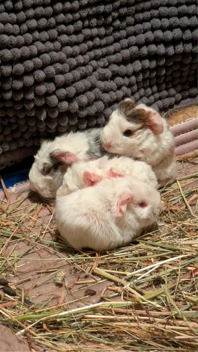 Świnki morskie ZARERZEWOWOWANE!!