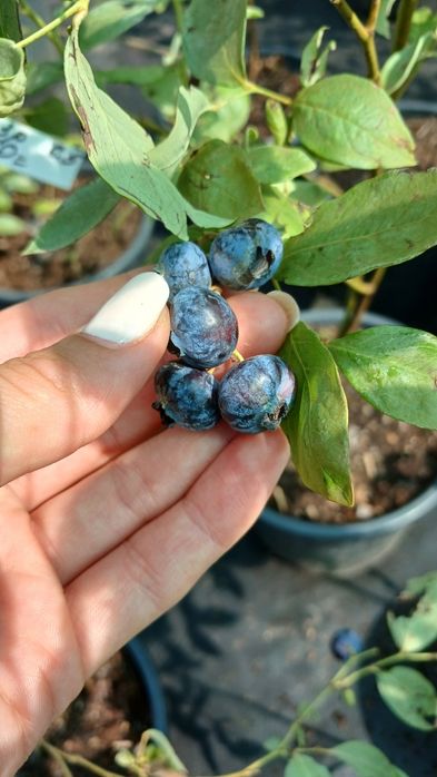 Лохина, інжир, годжі, малина ремонтантна червона та жовта