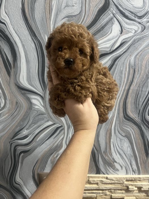 Супер мини той пудель тикап