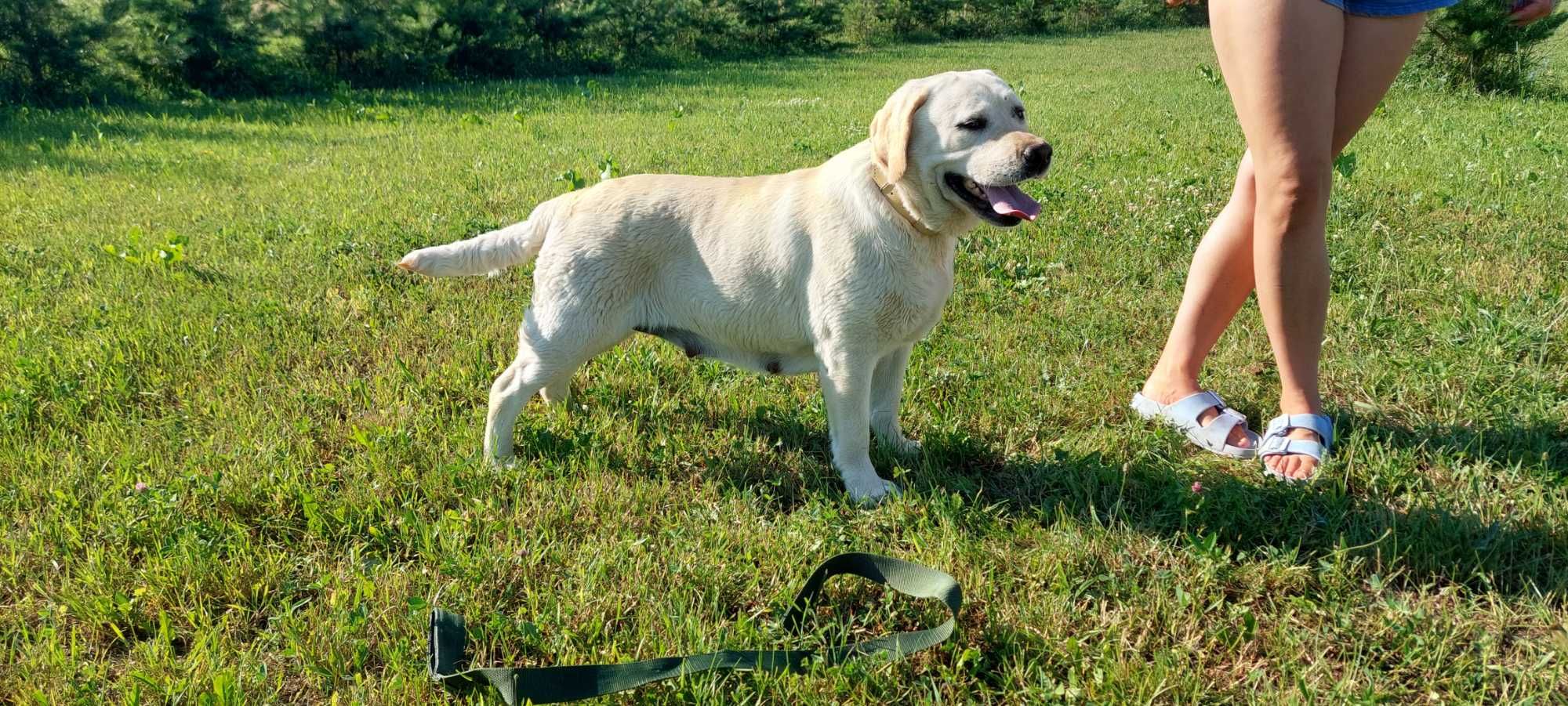 Labrador retriever czarne biszkoptowe Labradory Rasowe
