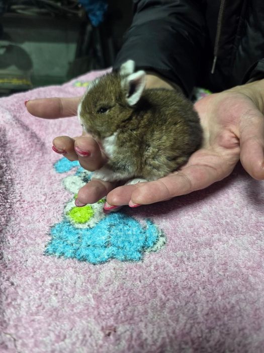 Кролики декоративные