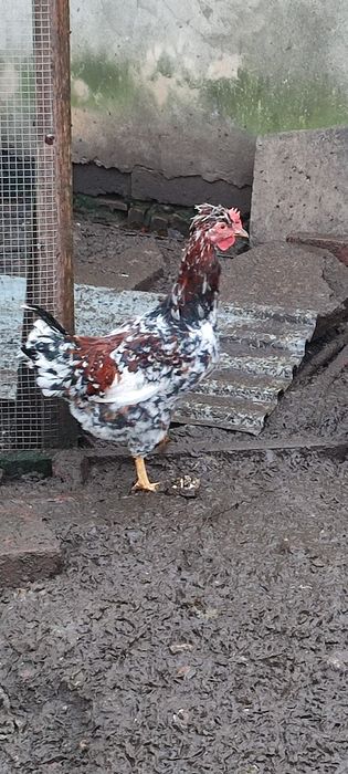 Kogut czubatki staropolska 2025