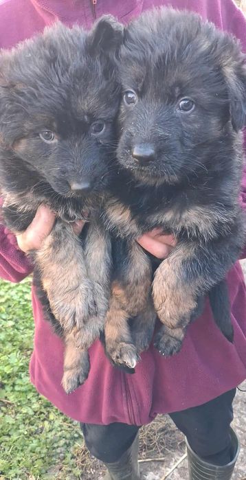 Sprzedam suczkę owczarka niemieckiego