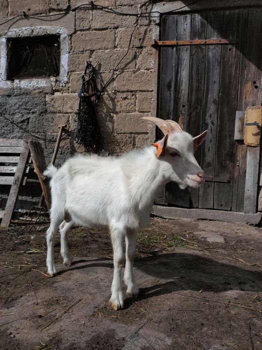 Koziołek szuka nowego domu