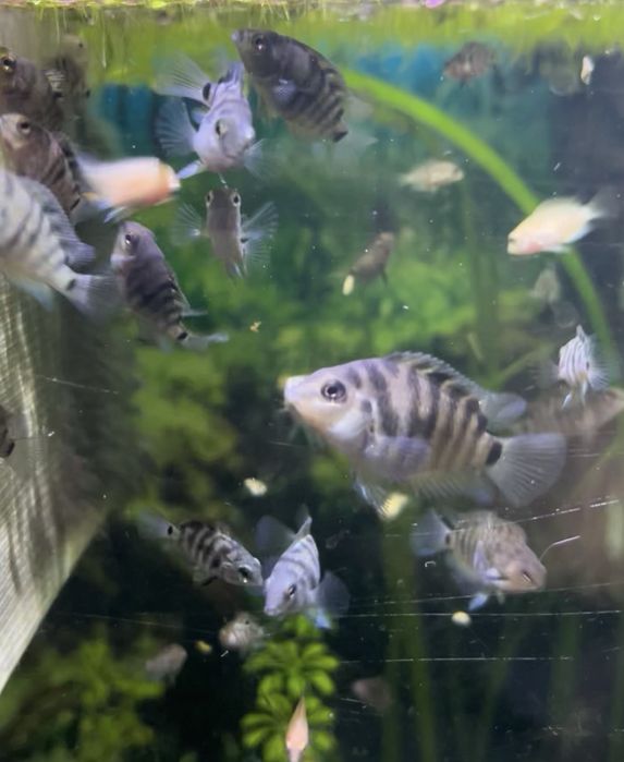 Papagaios anões safira e albinos