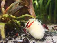 Krewetki Red Cherry