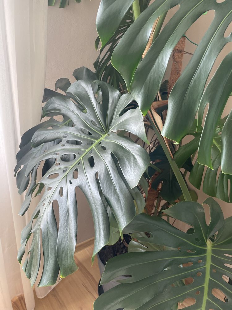 Monstera gigant