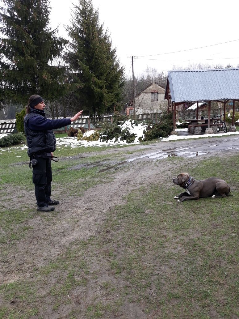 Szkolenie rasowych psów