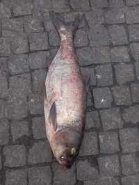 товстолоб риба великий