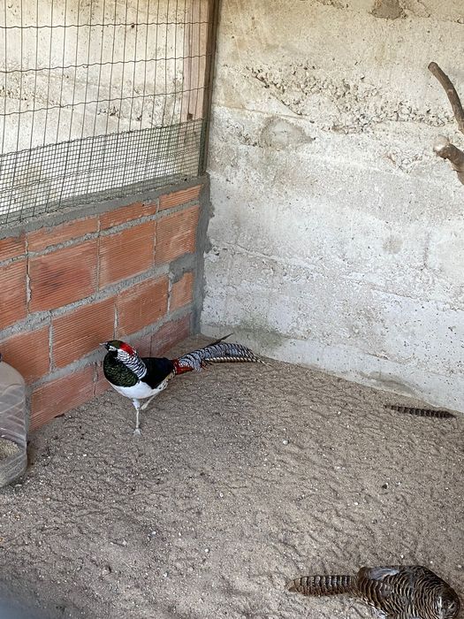 1 macho faisao lady puro