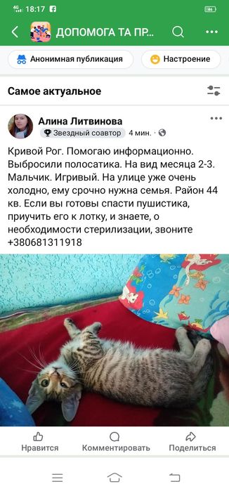 Котенок ищет семью. Котята бесплатно. Кот. Котик даром
