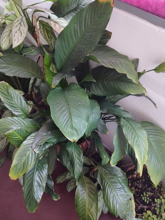 Vendo Plantas variadas