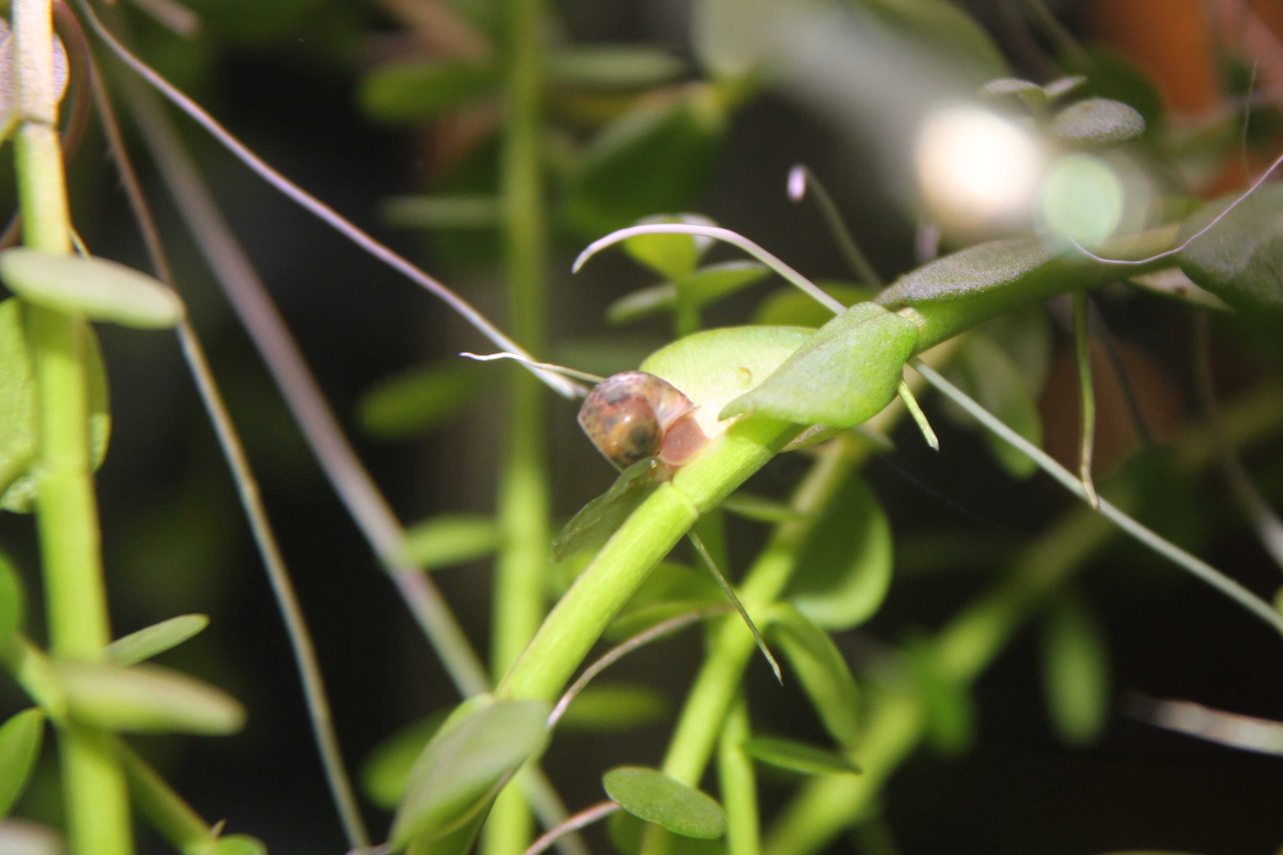 Planorbis Corneus var. castanho (caracóis aquáticos)