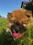 Chow Chow Piesek