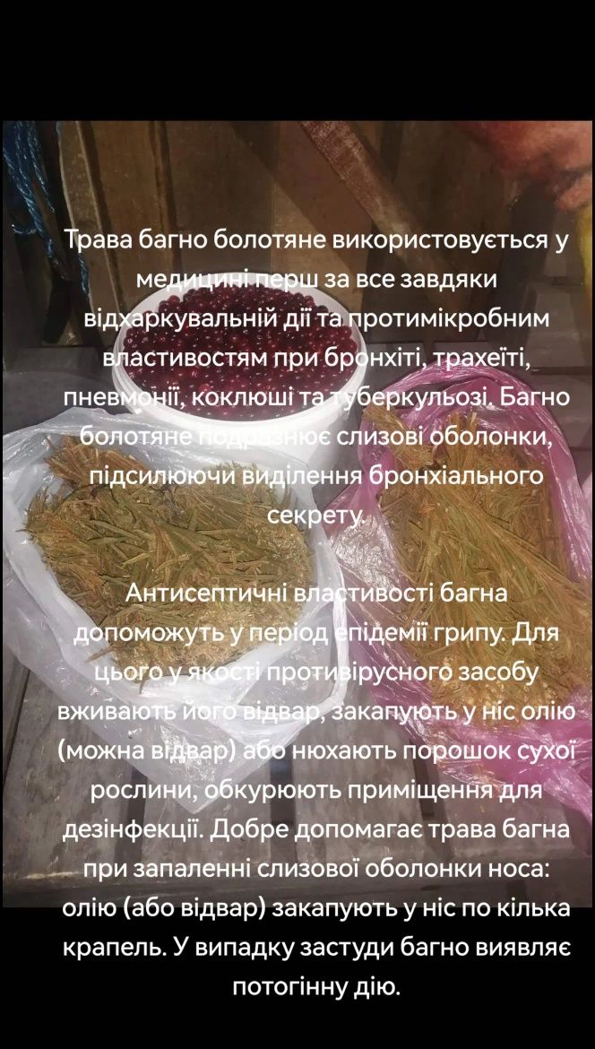 Лікарські трави від хвороб язви кашлю та бронхіту