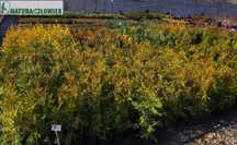 Thuja Aureospicata 80cm BRABANT 80 Szmaragd 70cm  PRODUCENT Śląsk Tuja
